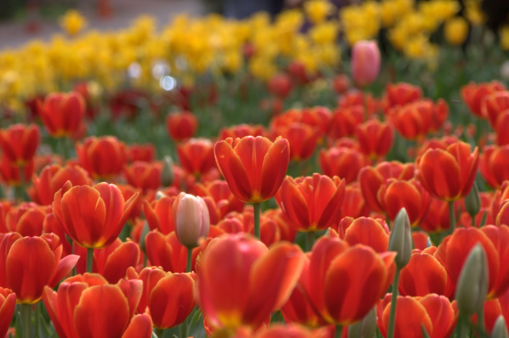 tulips
