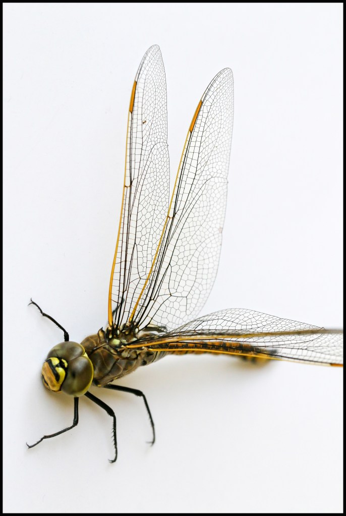 013-jan17-dragonfly-in-closeup