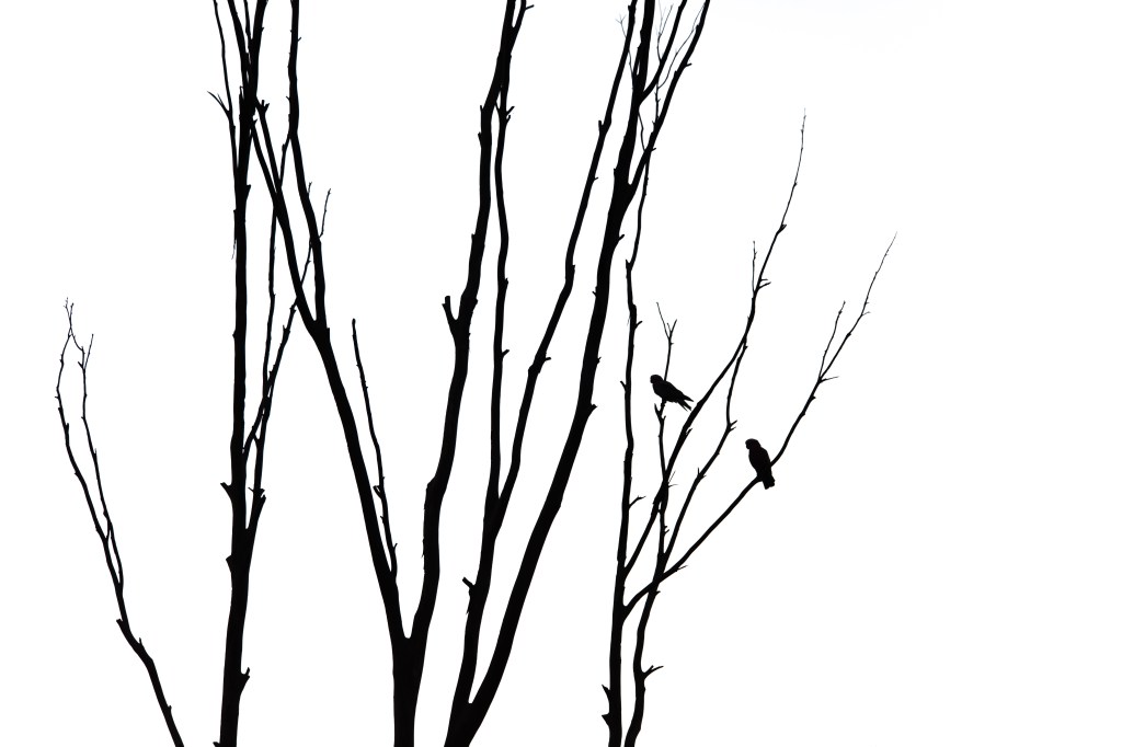 nickjones_jan17_silhouette