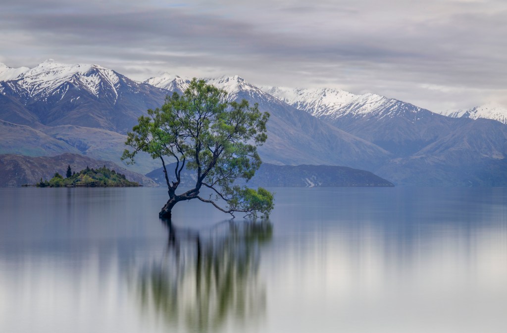 wanaka-tree