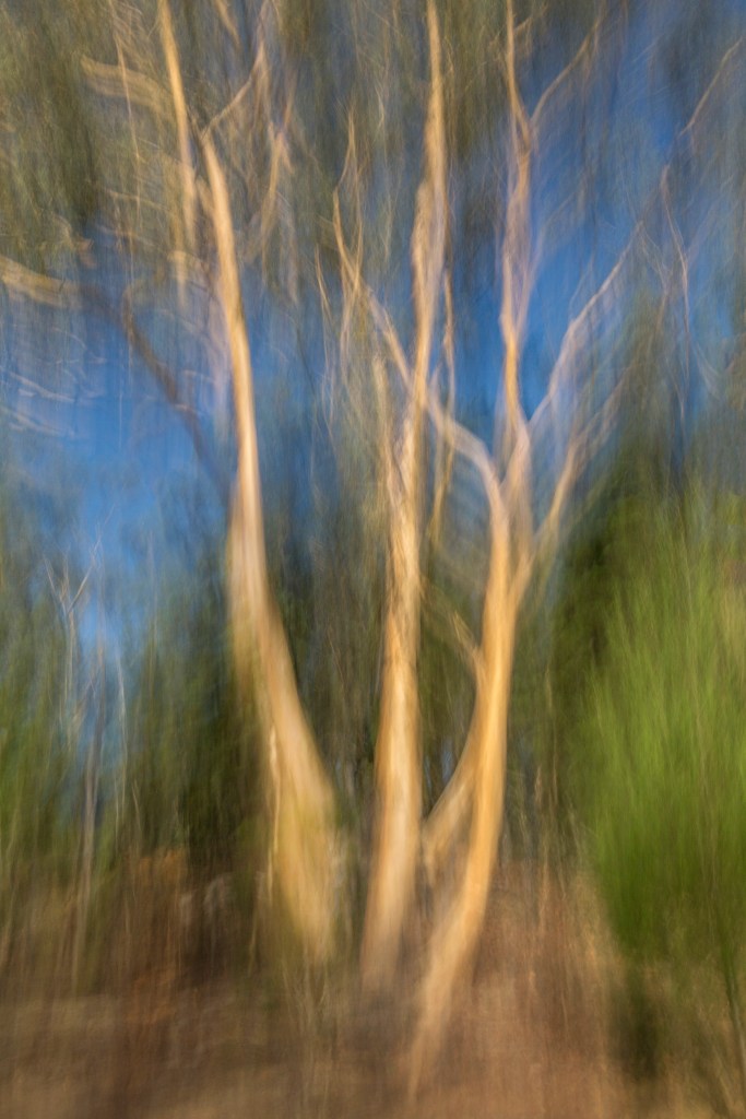ICM Tree